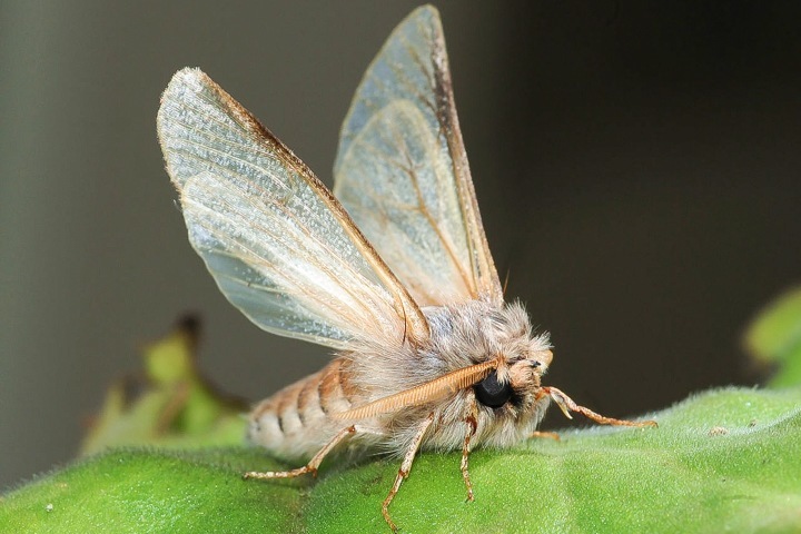 Бабочка шелкопряда